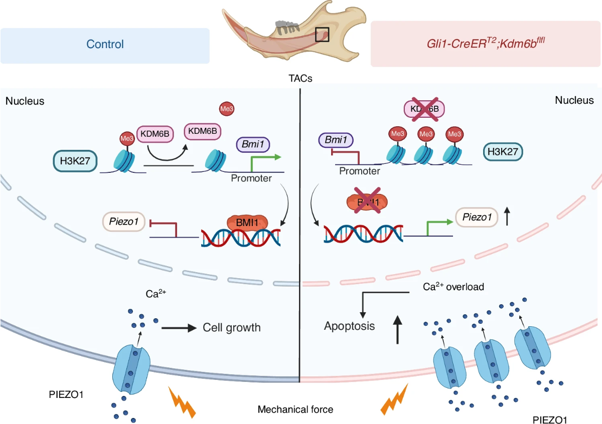 Schematic representation of KDM6B safeguarding tissue homeostasis to mechanical stress through epigenetic control of PIEZO1- mediated mechanotransduction. Using the mouse incisor as a model of mechanical loading, we reveal that within TACs, Kdm6b demethylates H3K27me3, thereby relieving the repression of the Bmi1 gene. Normal BMI1 inhibits Piezo1 expression. This maintains physiological PIEZO1 levels, ensuring calibrated Ca2+ influx for proliferation and differentiation. In contrast, loss of Kdm6b leads to an accumulation of H3K27me3 at the Bmi1 promoter region, which silences Bmi1 expression and diminishes BMI1 formation. This reduction results in pathologically increased PIEZO1 ion channels in the membrane. The subsequent Ca2+ overload triggers TAC apoptosis while reducing proliferation and differentiation. Ultimately, these molecular events compromise tissue homeostasis. Schematic created with BioRender.com. Ho, T. (2026) https://BioRender.com/8mzv4a3